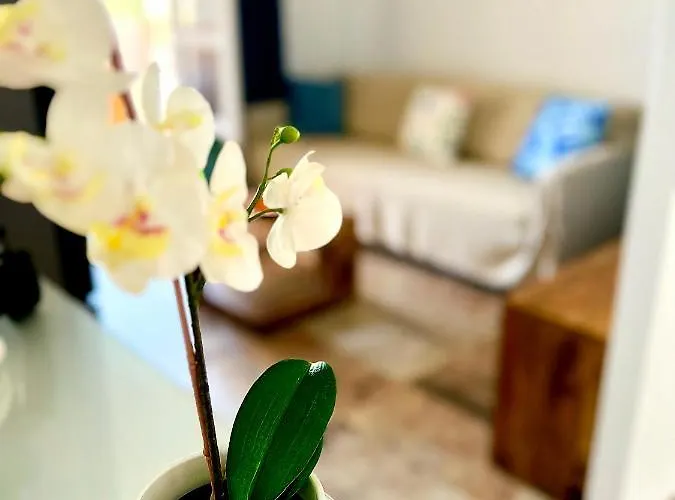 Cosy In - Orlandito *